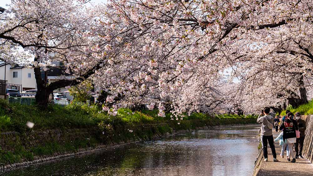 名古屋櫻花祭