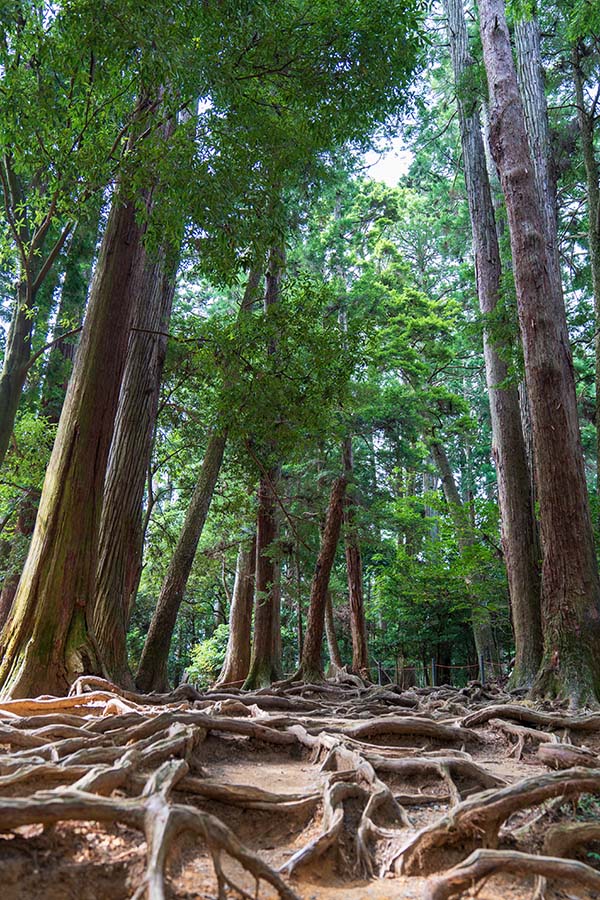 鞍馬山木之根道的大樹根交錯地面