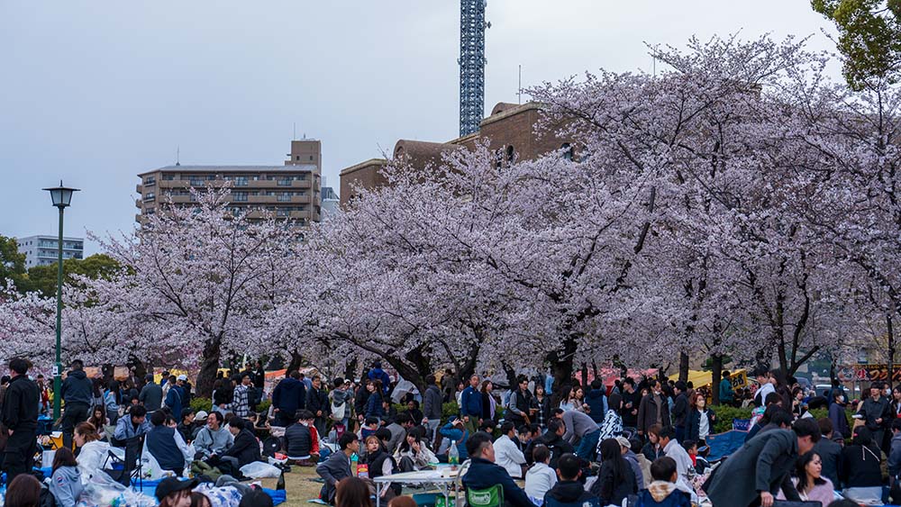 日本櫻花盛開美景｜春季賞櫻自由行必備景點