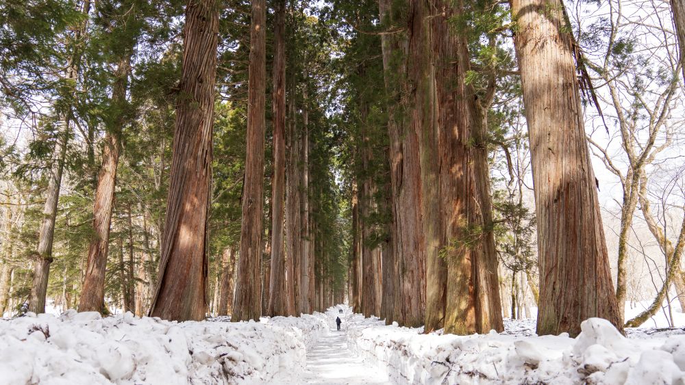 戶隱神社 奧社 杉木林參道 長野近郊景點